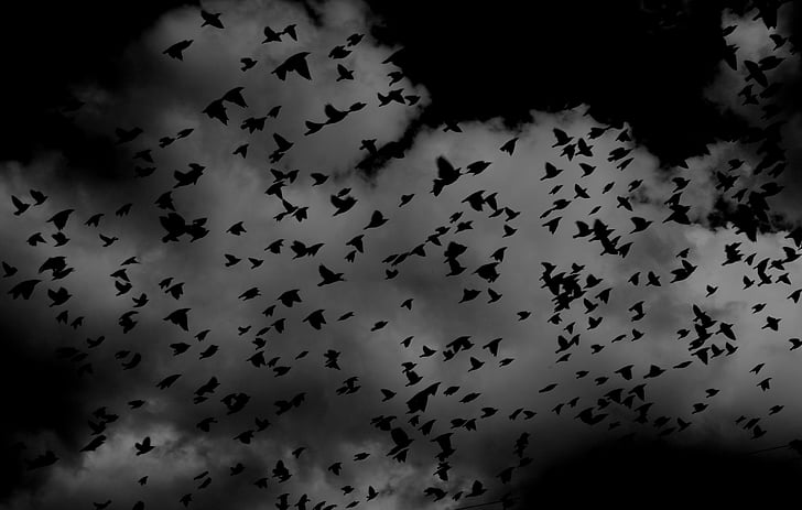 ocells, ramat, ales, volant, cel, núvols, blanc i negre