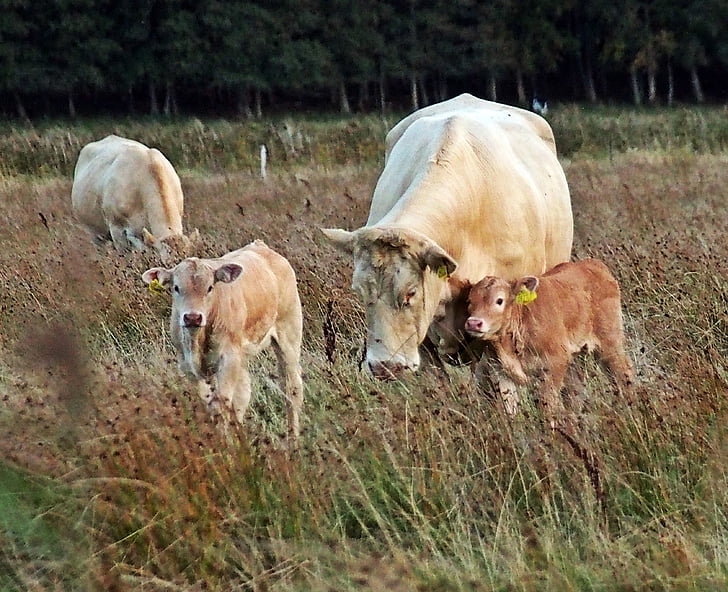 con bò, vùng nông thôn, đồng cỏ mùa hè, Halland, bắp chân