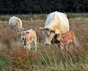 govis, laukos, vasarā pļavā, Halland, teļi