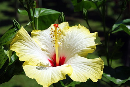 Hibiscus, malva, puķe, dzeltena, pistil, ziedlapas, eksotiski