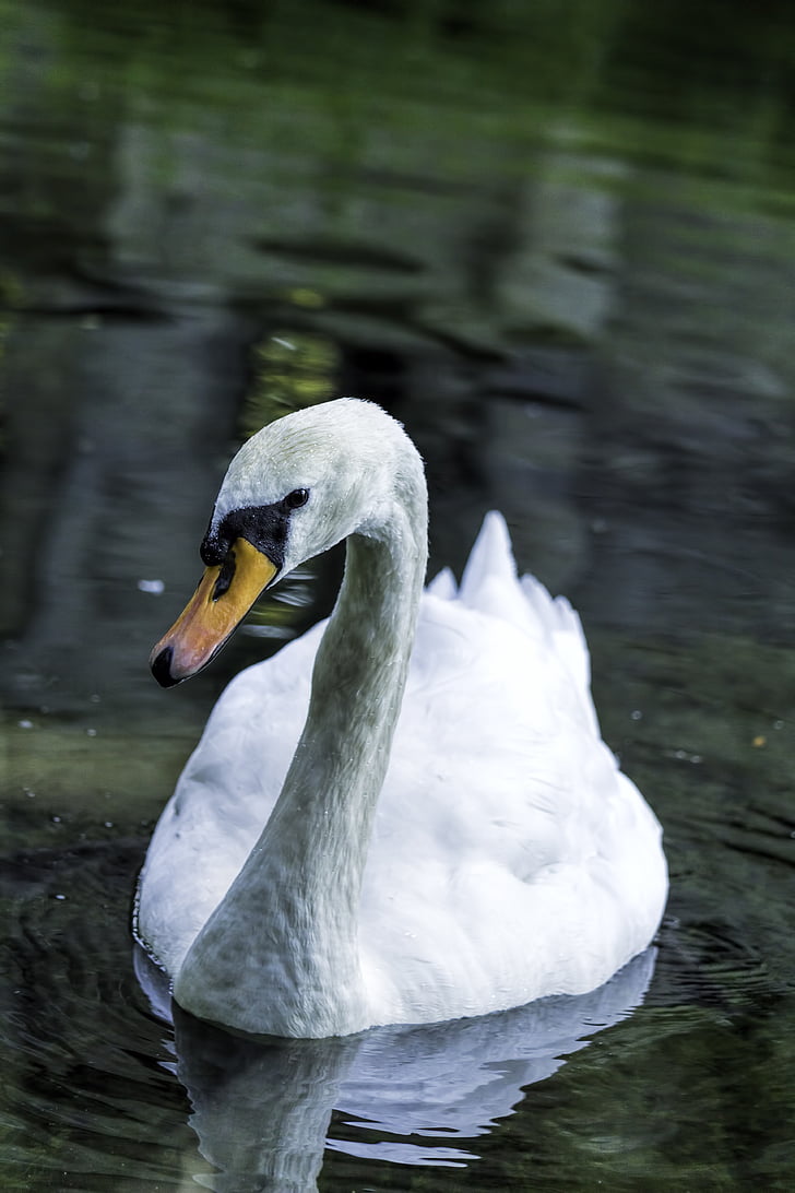 swan, bird, swans, lake, water, water bird, feather