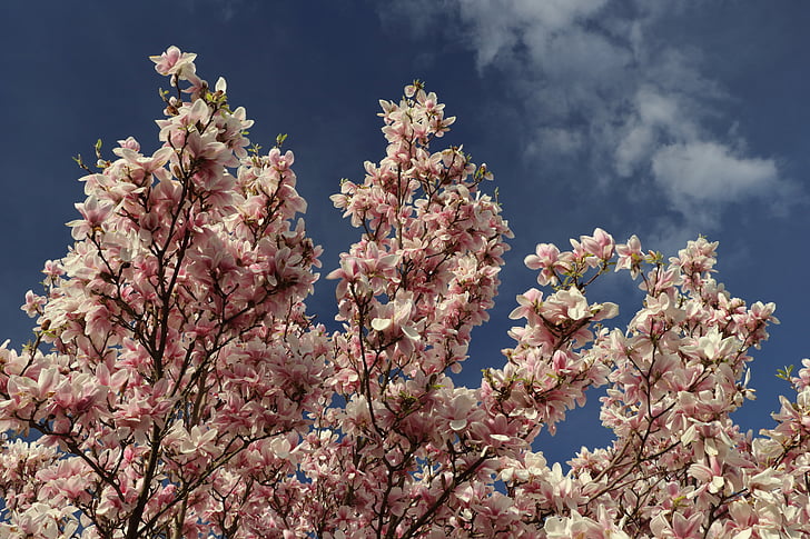 Magnolia, magnolia-træ, forår, Pink, plante, Blossom, Bloom