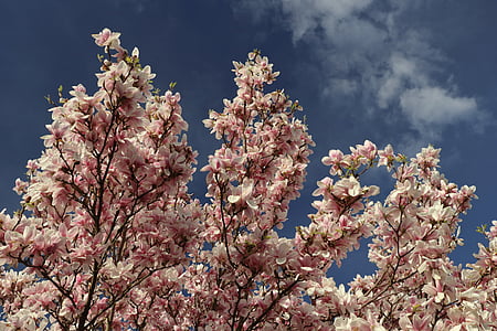 Magnolia, Magnolia drzewa, wiosna, różowy, roślina, kwiat, Bloom