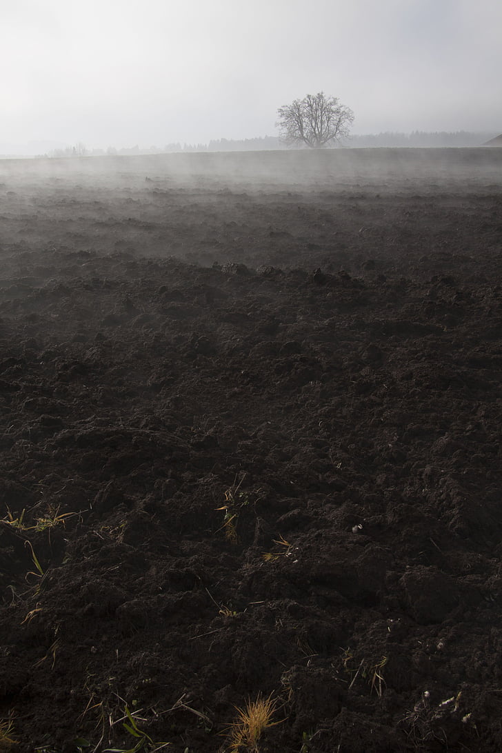 fog, mood, landscape, fog bank, fog day, november, arable