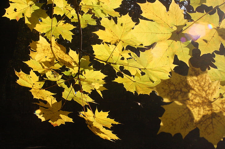 カエデの葉, ゴールデン, 10 月, 秋, 日当たりの良い, 葉, 出てくる