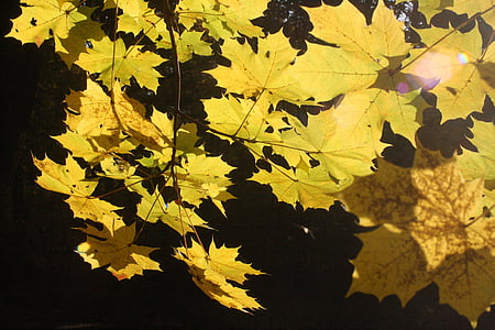 kļavu lapas, zelta, oktobris, rudens, saulains, atstāj, parādīties