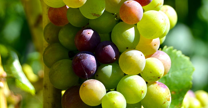 grozdje, podrobnosti, jagode, Henkel, grozdni, blizu, vinske trte