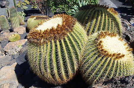 Lanzarote, jardí de cactus, coixí madrastra, espècies, natura, jardí, botànica
