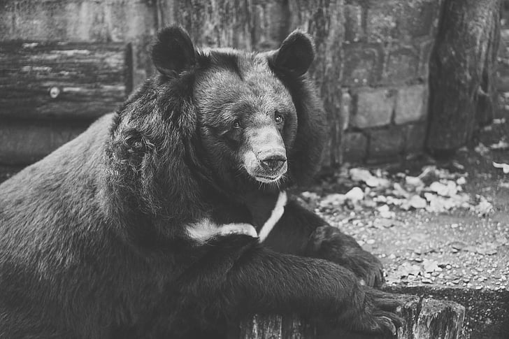 αρκούδα, αιχμαλωσία, μαύρο και άσπρο, φράχτη, Ζωολογικός Κήπος, φωτογραφία άγριας φύσης, Λυπημένο