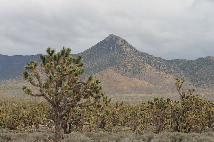 Arizona, josua tree, désert, é.-u., Nevada, l’Amérique, nature