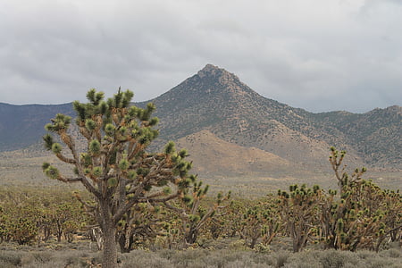 Arizona, Josua strom, Desert, USA, Nevada, Amerika, Príroda