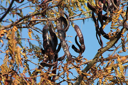 black, carob, ceratonia, siliqua, tree, fruit