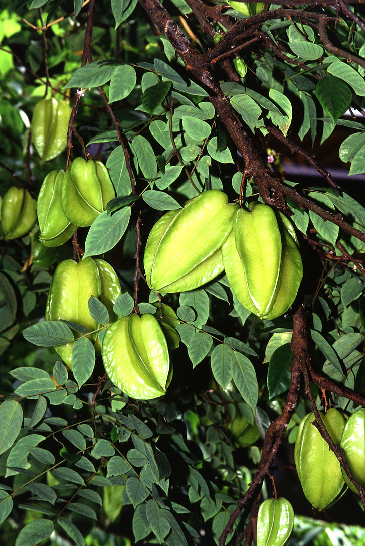 Carambola, Carambola (starfruit), exotiska, frukter, grön