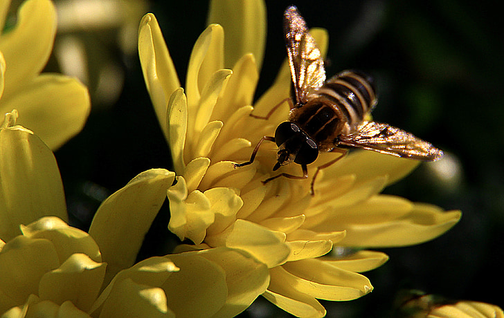 chrysanthemum, bee, bright, insect, nature, pollen