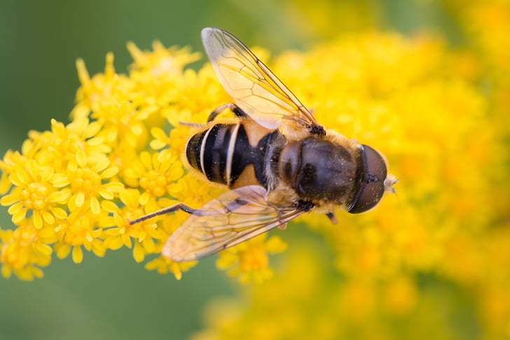 Bee, gul blomma, insekter, makro, insekt, ett djur, djur i vilt
