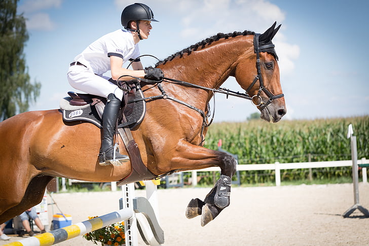 action, adult, animal, athletes, competition, equestrian, equine