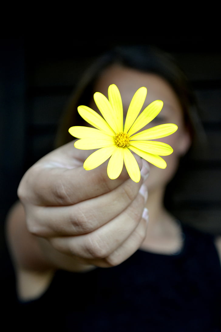 květ, žlutá, sedmikráska, mír, relaxace, Hold, ruka