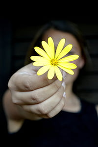 gėlė, geltona, ramunės, taikos, poilsis, laikykite, ranka
