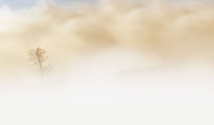 мъгла, дърво, пустиня, небе, земята, бежов, зимни