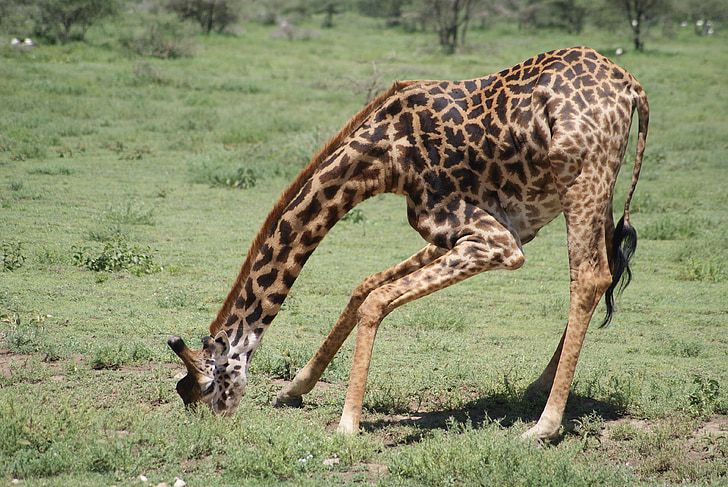 giraffa, Africa, animali, bere