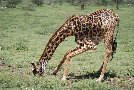 žirafa, Afrika, zvířata, pití