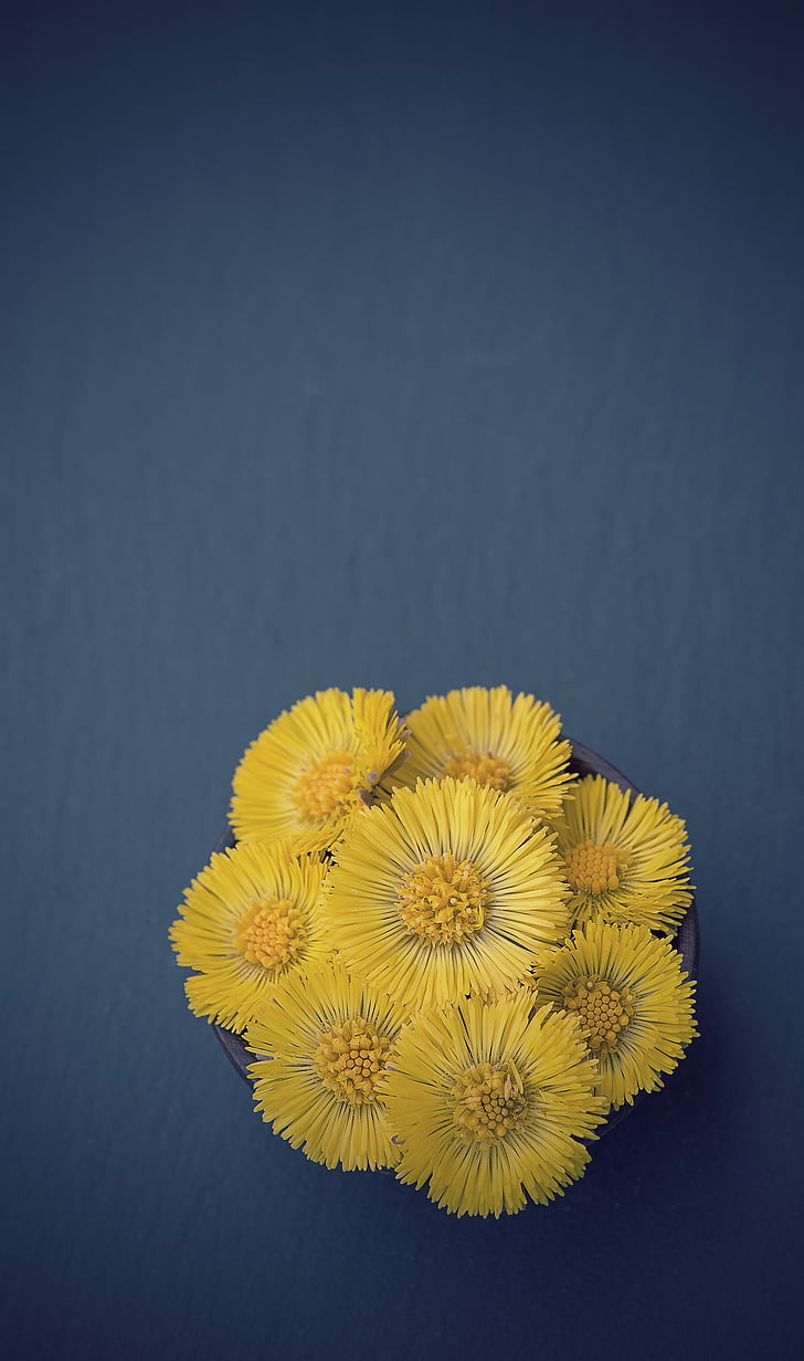 Tussilago farfara, kornblütler, planta, flor, amarillo, primavera, flores