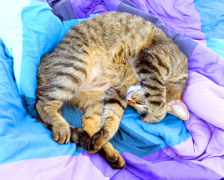kaķis, gultas, atviegloti, miegs, noguris Tabija, portrets, foto atvašu