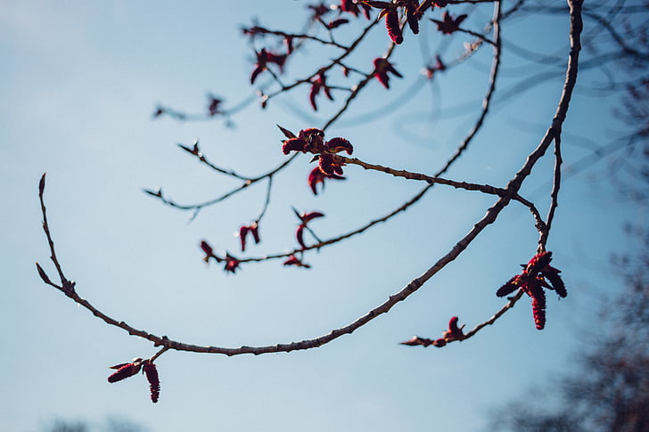 tree, branch, plant, nature, flowers, sky, outdoors