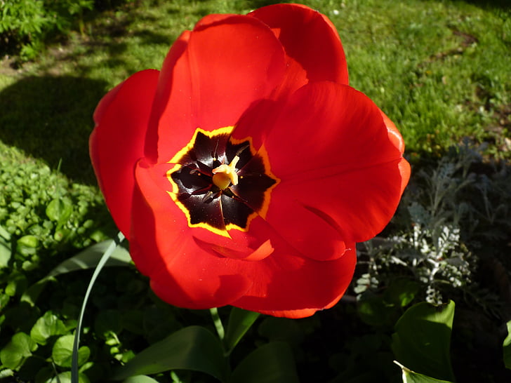 květ, červená, Detailní záběr