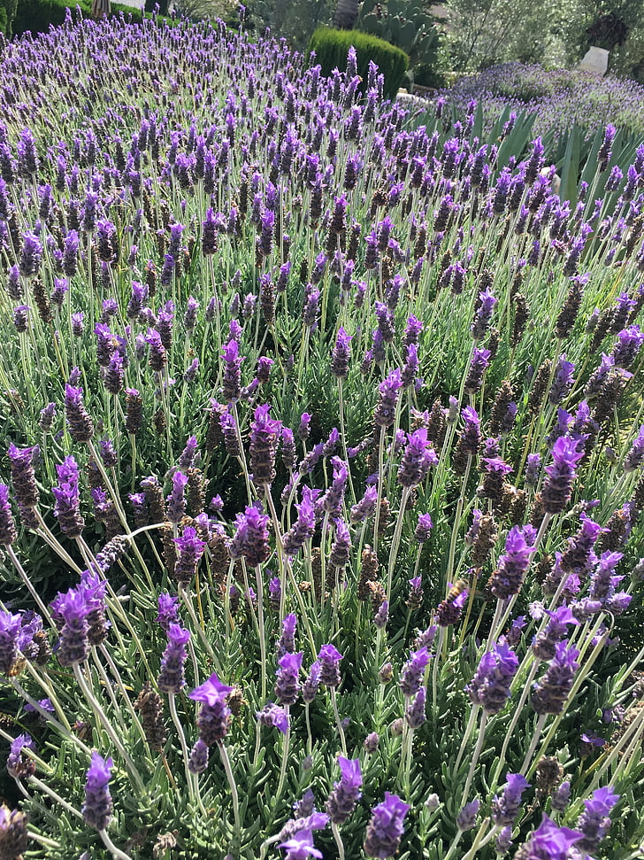 lavender, field, green, landscape, plant, flowers, nature