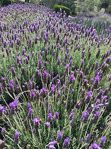 Lavendel, väli, roheline, maastik, taim, lilled, loodus