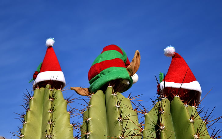 Kaktuss, Ziemassvētki, brīvdiena, svētki, svētku, dekorēti, svinības