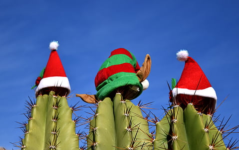 Kaktus, Natal, liburan, pesta, meriah, dihiasi, Perayaan