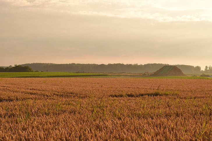 morgenstimmung, field, cornfield, haze, landscape, light, mound of earth