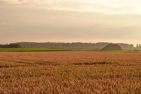 morgenstimmung, polje, polje kukuruza, sumaglica, krajolik, svjetlo, zemlju