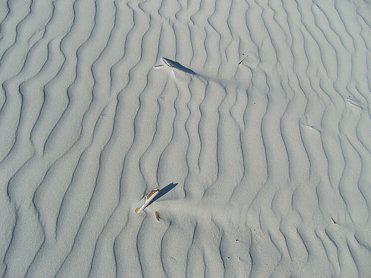 Άμμος, παραλία, μύδια, Επανεκτύπωση, Ενοικιαζόμενα, Ακτή, κυματοειδείς γραμμές