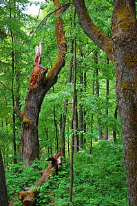 rừng, gỗ, màu xanh lá cây, tự nhiên, cây, Thiên nhiên, ngoài trời