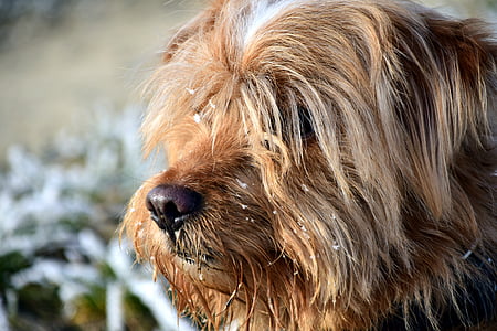 hond, hybride, winter, hoofd, Portret, Hundeportrait, bont