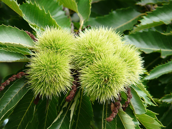 chestnut, castanea sativa, castanea, tree, fruit, edible, plant