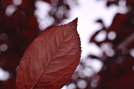 leaves, autumn, mood, red, macrophoto, macro, nature