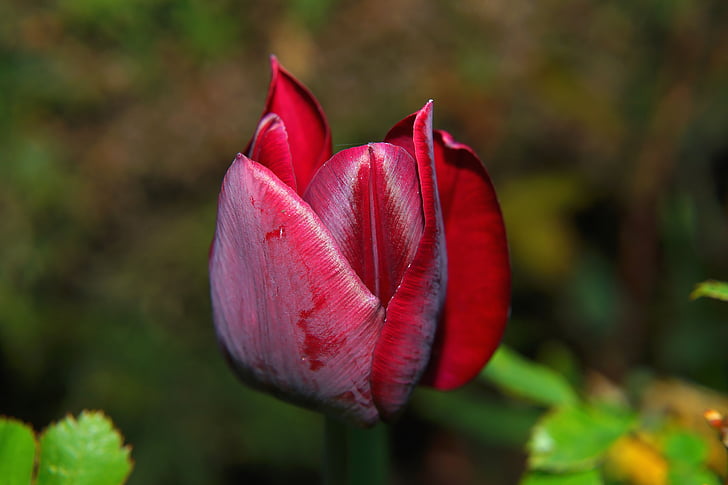 Tulip, flor, floración, rojo, cerrado, jardín, ornamento de