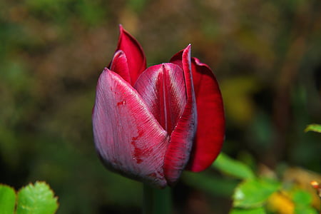 Tulip, Blossom, mekar, merah, ditutup, Taman, Ornamen