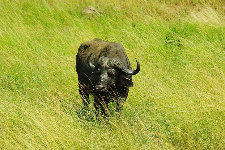 Dél-Afrika, Park, Kruger, Buffalo, patibulaire, szavanna, vadon élő