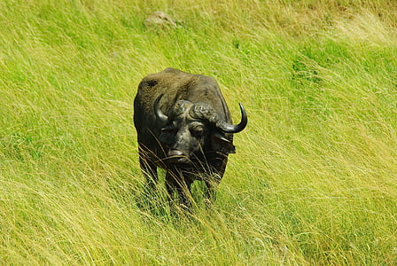 Sud-àfrica, Parc, Kruger, búfal, patibulaire, sabana, salvatge