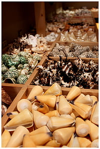 musslor, kräftdjur, Collection, Orange, mångfald, hjärtmussla