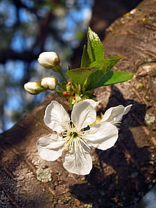 Sonnenschein, meggyvirág, Blütenknospen, Holz, Frühling, blühender Baum, Blume