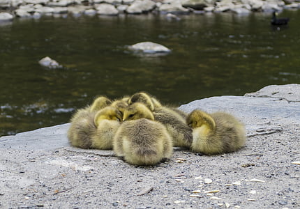 duck, ducklings, baby, cute, beak, animal, young