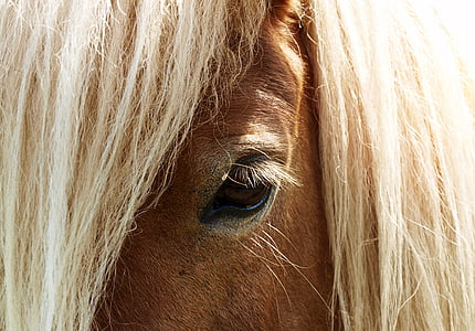 hest, øje, hest hoved, hest øje, pferdeportrait, øjenvipper, dyr