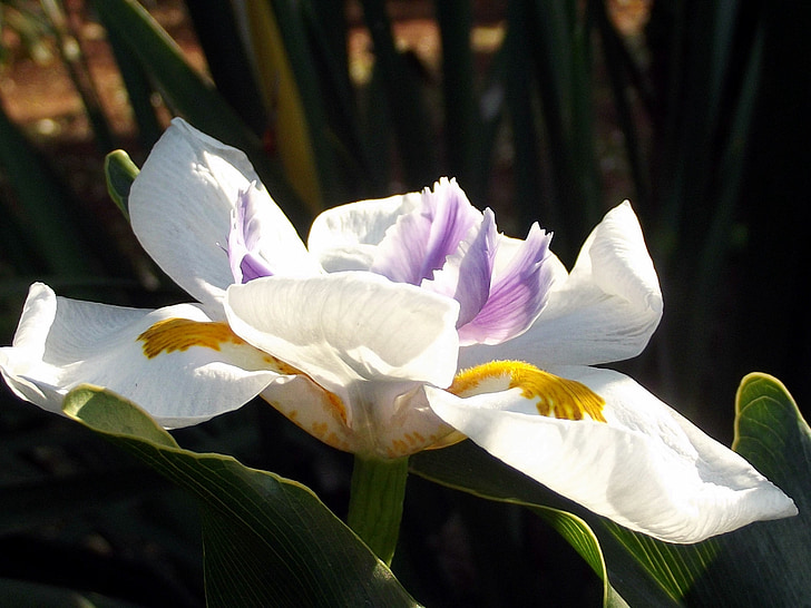 iris de fée, fleur, fleurs, jardin, Hartbeespoort dam, Afrique du Sud, plante