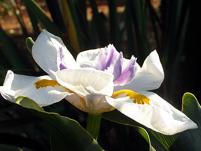 Fairy iris, bloem, bloemen, Tuin, Hartbeespoort dam, Zuid-Afrika, plant